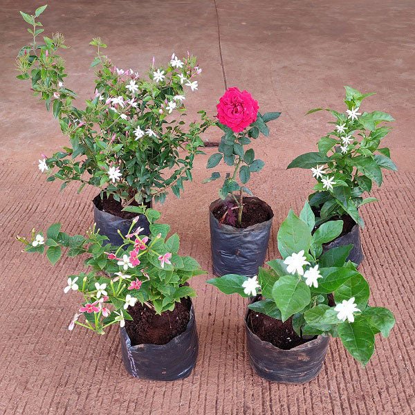 Buy 5 Best Fragrant Plants at Nurserylive Pune. Lowest Prices