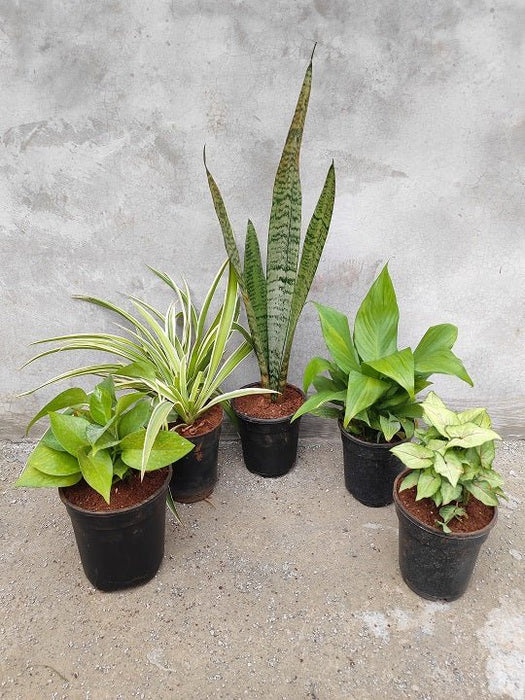 5 Best Indoor Plants Pack - Nurserylive Pune