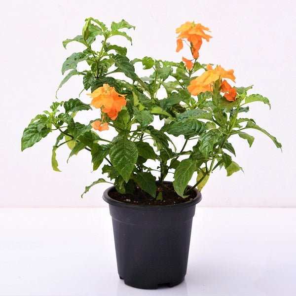 Abuli, Firecracker Flower Plant in 5 inch (13 cm) Pot - Nurserylive Pune