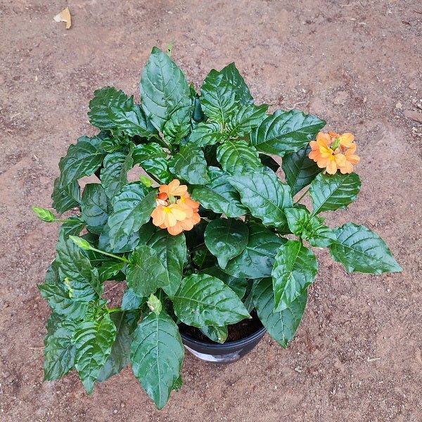 Abuli, Firecracker Flower Plant in 5 inch (13 cm) Pot - Nurserylive Pune