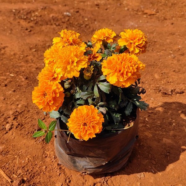African Marigold (Orange) - Plant - Nurserylive Pune