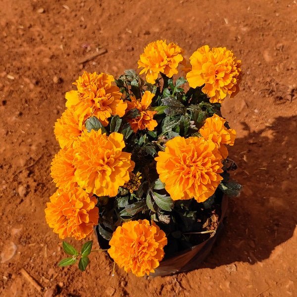 African Marigold (Orange) - Plant - Nurserylive Pune