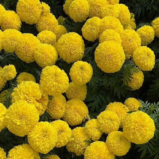 African Marigold (Yellow) - Plant - Nurserylive Pune