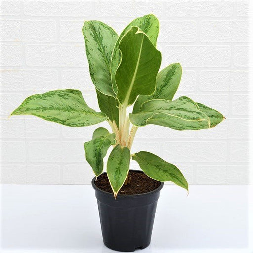 Aglaonema commutatum, Silver Queen Plant in 8 inch (20 cm) Pot - Nurserylive Pune