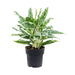 Aglaonema green compact, Aglaonema compact maria Plant in 8 inch (20 cm) Pot - Nurserylive Pune