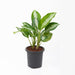 Aglaonema Jubilee Petite Plant in 8 inch (20 cm) Pot - Nurserylive Pune