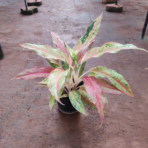 Aglaonema Narrow Leaf Pink - Plant - Nurserylive Pune