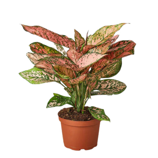 Aglaonema Red Plant in 4 inch (10 cm) Pot - Nurserylive Pune