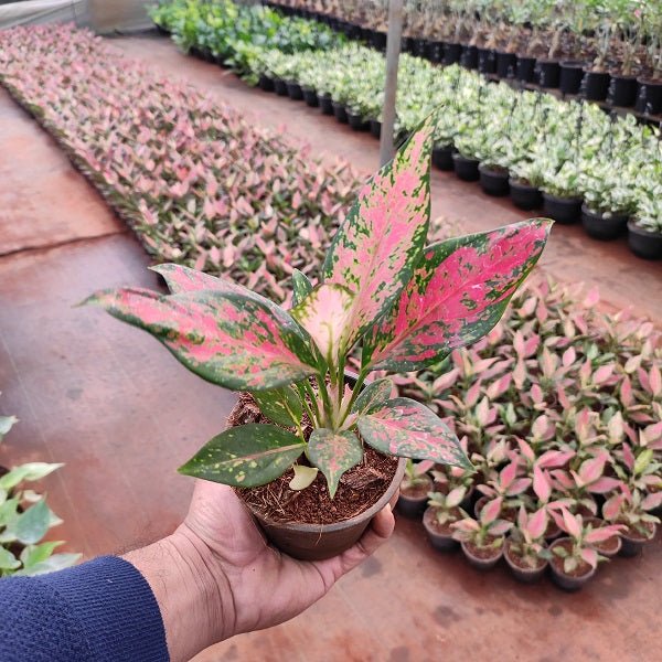 Aglaonema Rotundum Anjamanee - Plant - Nurserylive Pune