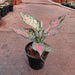 Aglaonema Rotundum Anjamanee - Plant - Nurserylive Pune