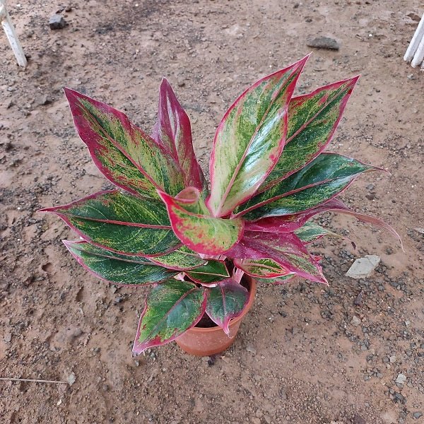 Aglaonema siam aurora, Aglaonema lipstick Plant in 4 inch (10 cm) Pot - Nurserylive Pune