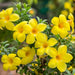 Allamanda Creeper, Pentalinon luteum (Yellow) - Plant - Nurserylive Pune