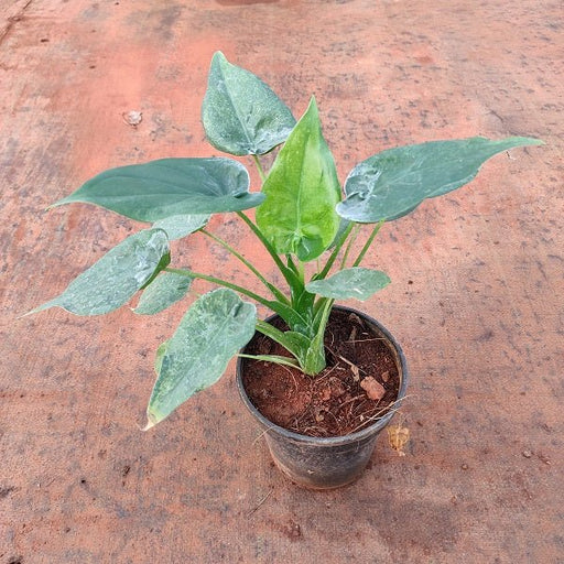 Alocasia Arrow Head - Plant - Nurserylive Pune