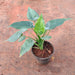 Alocasia Arrow Head - Plant - Nurserylive Pune
