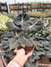 Alocasia Black Velvet Plant in 5 inch (13 cm) Pot - Nurserylive Pune