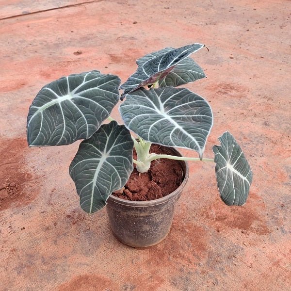 Alocasia Black Velvet Plant in 5 inch (13 cm) Pot - Nurserylive Pune