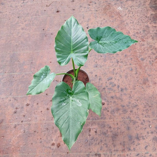 Alocasia Calidora Dwarf - Plant - Nurserylive Pune