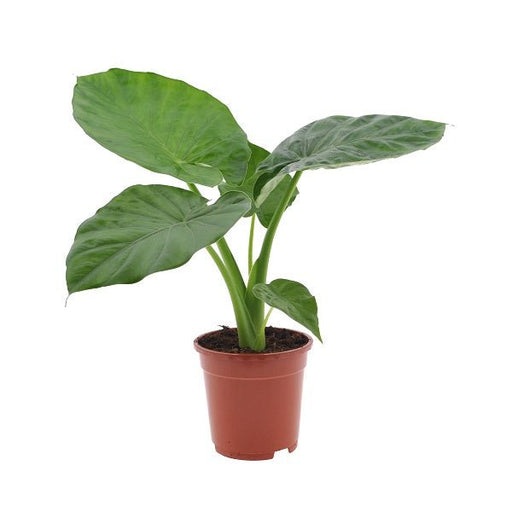 Alocasia, Elephant Ear (Green) Plant in Grow Bag - Nurserylive Pune