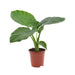 Alocasia, Elephant Ear (Green) Plant in Grow Bag - Nurserylive Pune