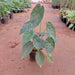 Alocasia wentti plant in 5 inch (13 cm) Pot - Nurserylive Pune