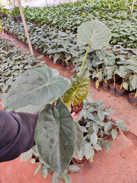 Alocasia wentti plant in 5 inch (13 cm) Pot - Nurserylive Pune