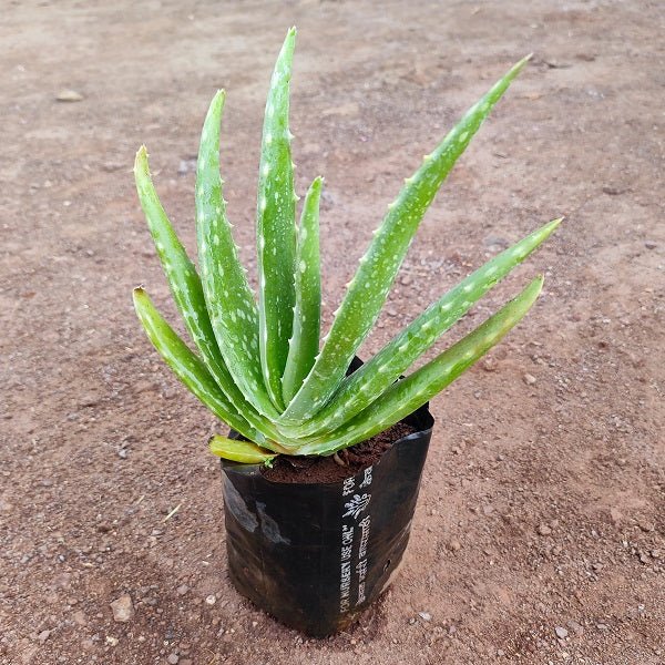 Aloe vera - Succulent Plant - Nurserylive Pune