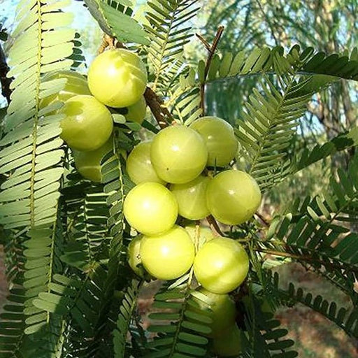 Amla Tree, Indian Gooseberry (Big Fruit, Grafted) - Plant - Nurserylive Pune