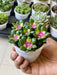 Anacampseros rufescens Succulent Plant in 3 inch (8 cm) Pot - Nurserylive Pune