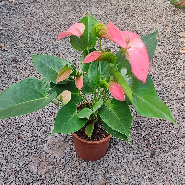 Anthurium (Pink) Plant in 6 inch (15 cm) Pot - Nurserylive Pune