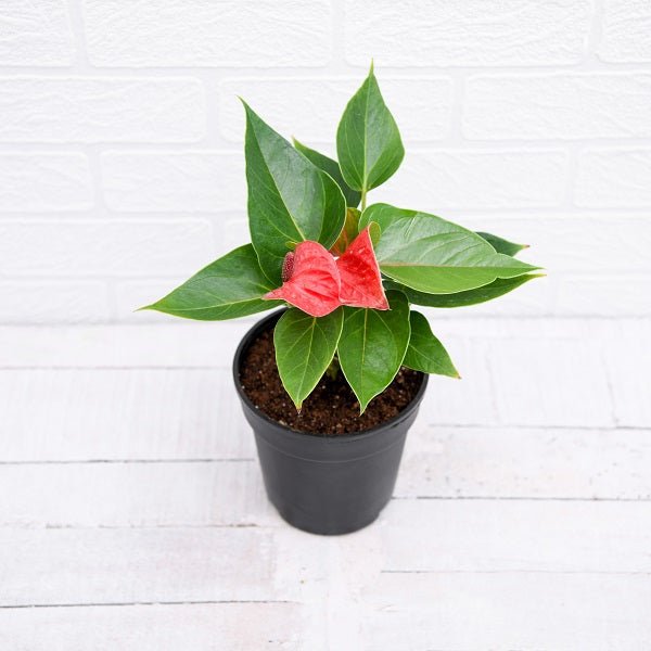Anthurium (Red) Plant in 6 inch (15 cm) Pot - Nurserylive Pune