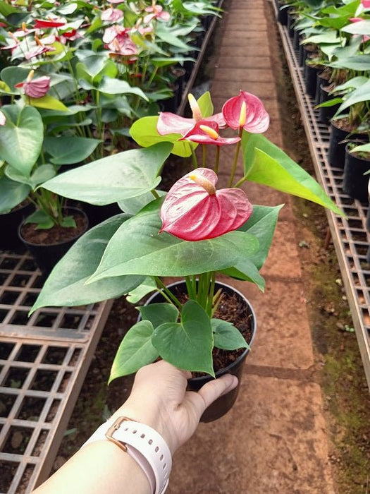Anthurium (Red) Plant in 6 inch (15 cm) Pot - Nurserylive Pune