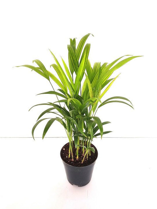Areca Palm - Plant - Nurserylive Pune