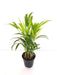 Areca Palm - Plant - Nurserylive Pune