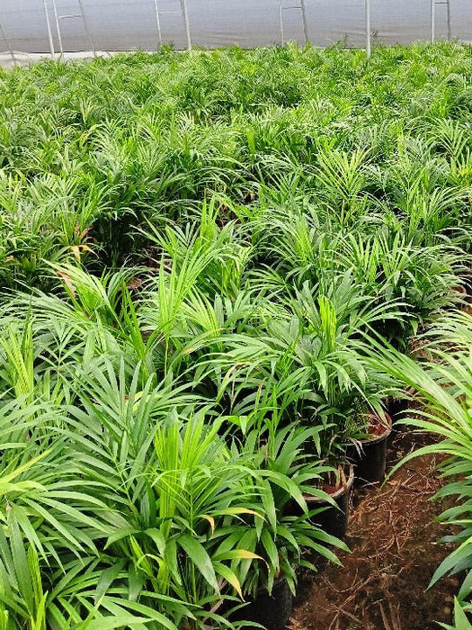 Areca Palm Plant in 12 inch (30 cm) Pot - Nurserylive Pune