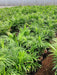 Areca Palm Plant in 12 inch (30 cm) Pot - Nurserylive Pune