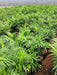 Areca Palm Plant in 14 inch (35 cm) Pot - Nurserylive Pune