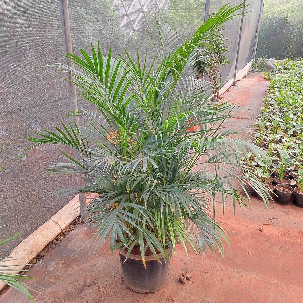 Areca Palm Plant in 14 inch (35 cm) Pot - Nurserylive Pune
