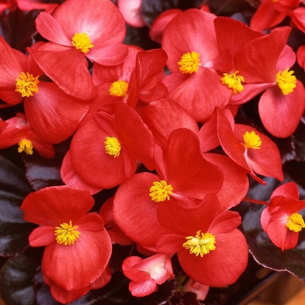 Begonia (Any Color) - Plant - Nurserylive Pune