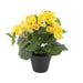 Begonia gracilis (Yellow) Plant in 8 inch (20 cm) Pot - Nurserylive Pune