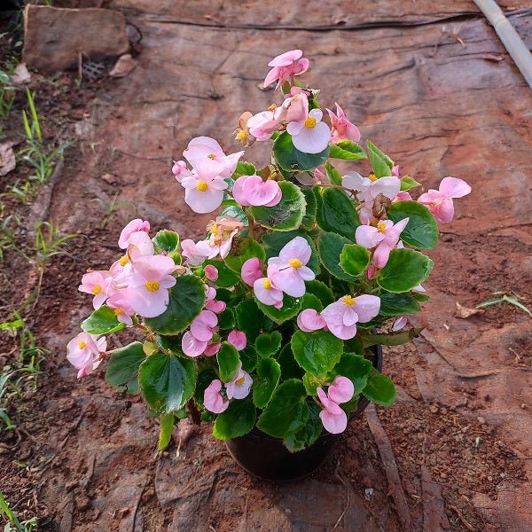 Begonia (Pink) - Plant - Nurserylive Pune