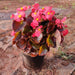 Begonia (Red) - Plant - Nurserylive Pune