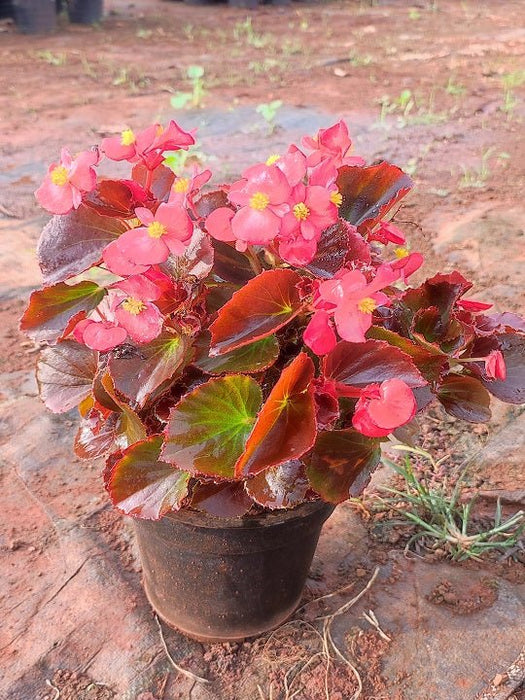 Begonia (Red) - Plant - Nurserylive Pune