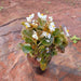 Begonia (White) - Plant - Nurserylive Pune