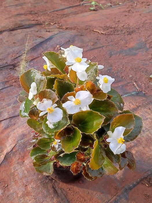 Begonia (White) - Plant - Nurserylive Pune
