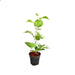 Bel Tree, Bilva Patra, Bel Patra ( Grown through seeds ) - Plant - Nurserylive Pune
