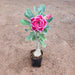Bonsai Looking Adenium (Any Color) Plant in 4 inch (10 cm) Pot - Nurserylive Pune