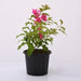 Bougainvillea Dwarf (Pink) - Plant - Nurserylive Pune