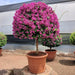 Bougainvillea (Pink) - Plant - Nurserylive Pune