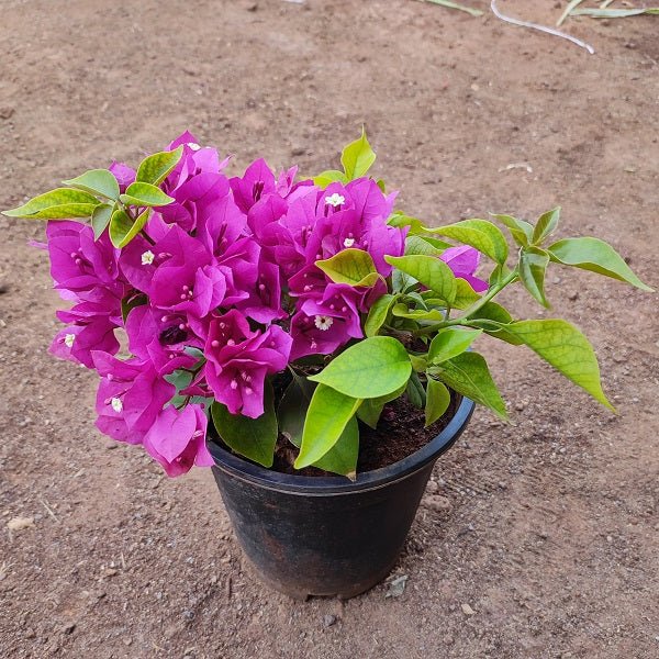 Bougainvillea (Pink) - Plant - Nurserylive Pune