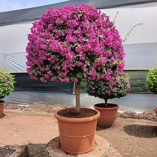 Bougainvillea Pink Plant in 32 inch (82 cm) Pot - Nurserylive Pune